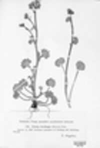 Caeoma saxifragae image